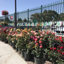 Armstrong Garden Centers 50 Photos 70 Reviews Nurseries Photo Of Armstrong Garden Centers San Go Ca United States
