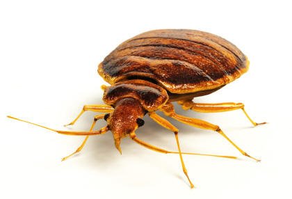 Florida Pest Control Center