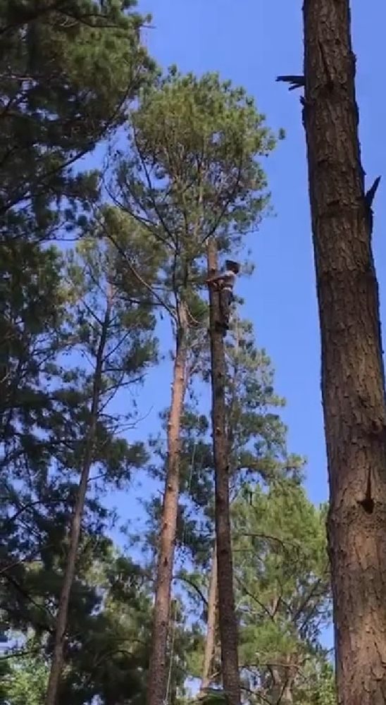 Merritt's Tree Service