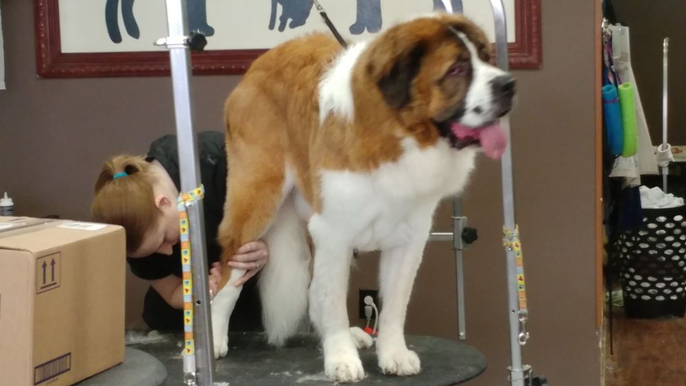 The DogSpaw Pet Grooming 20 Photos & 32 Reviews Pet Groomers 923