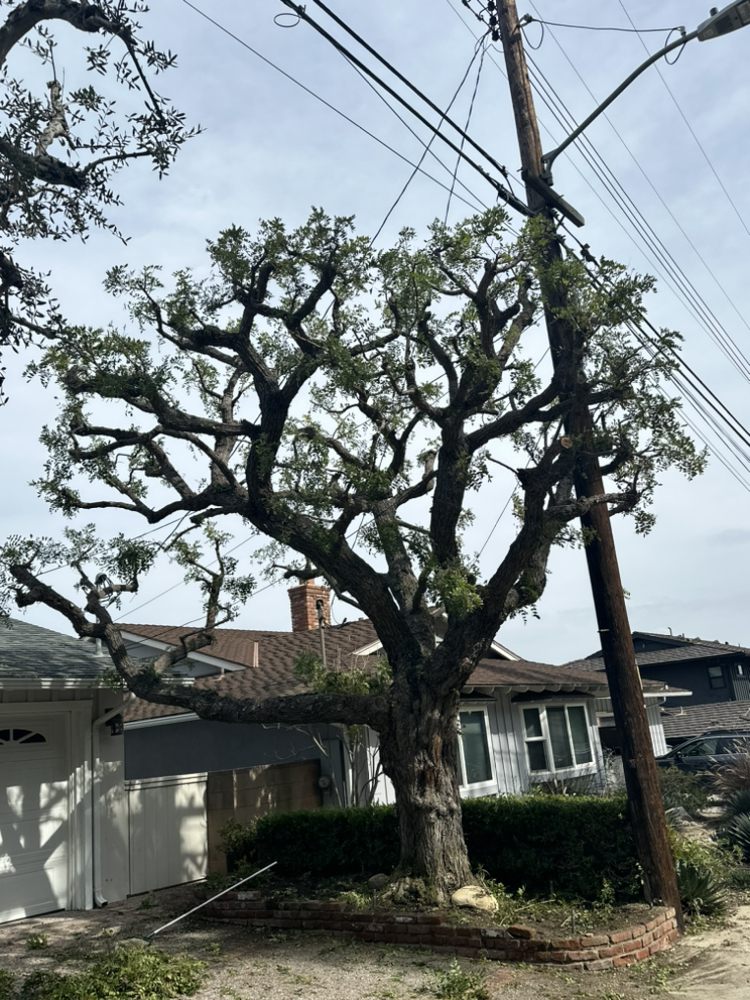 Vera’s tree service