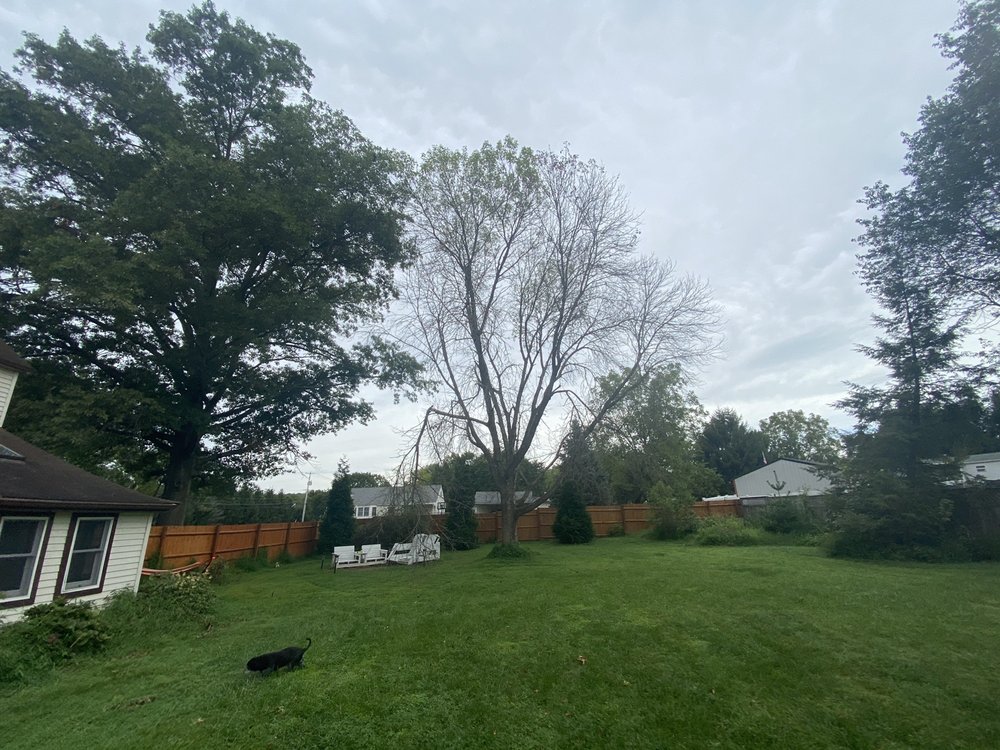 Tarzan Tree Service