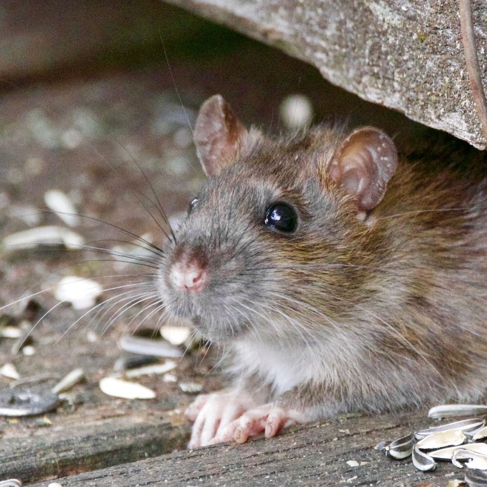 Pacific Pest Management