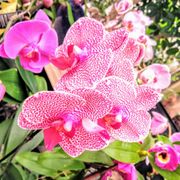 Rosemead Gardens 17 Photos Nurseries Gardening 600 S San San Gabriel Nursery Florist