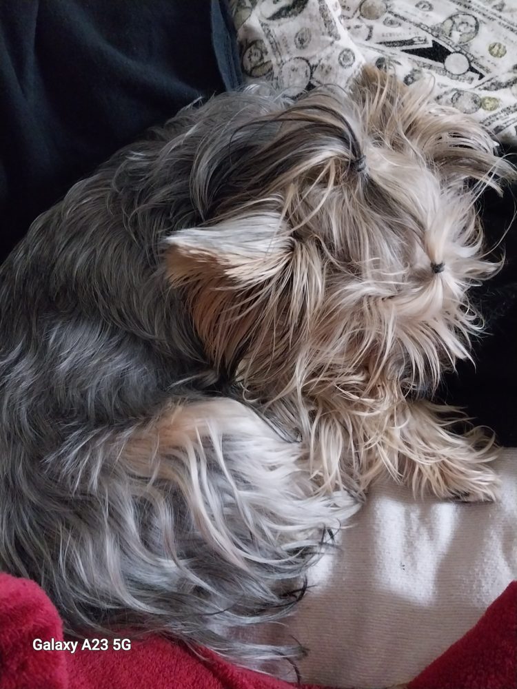 Blessed Oasis Pet Resort