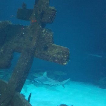 shark reef aquarium 2692 photos 918 reviews aquariums 3950 s