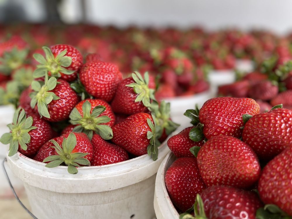 Strawberry Stand Strawberry Stand