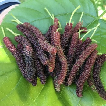 Exotica Rare Fruit Nursery 191 Photos 69 Reviews Nurseries Photo Of Exotica Rare Fruit Nursery Vista Ca United States Stan Mulberries