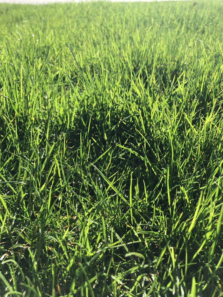 Perf A Lawn - Pittsburgh