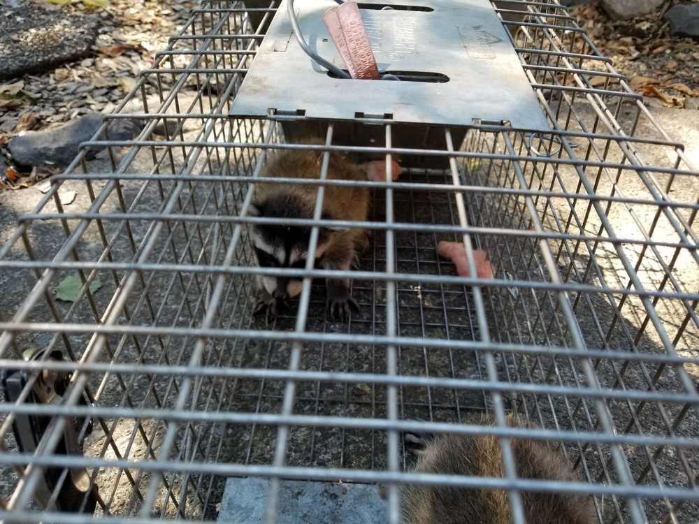 Wayfare Pest Solutions