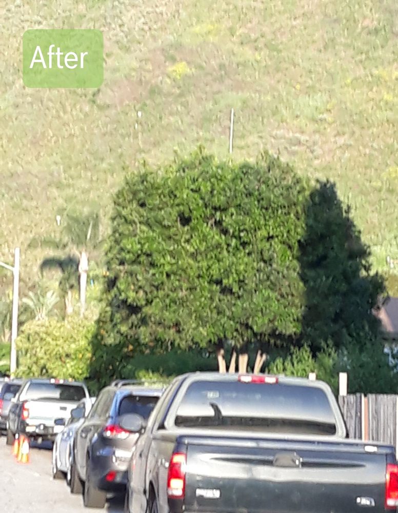 HoneyBee Tree Care