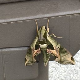 Photos For Advanced Termite Pest Control Llc Yelp Photo Of Advanced Termite Pest Control Llc Crossville Tn United States