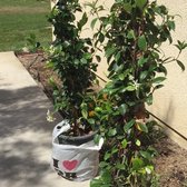 Quality Growers 69 Photos 12 Reviews Nurseries Gardening Photo Of Quality Growers Corona Ca United States 5 Gallon Jasmine Vine