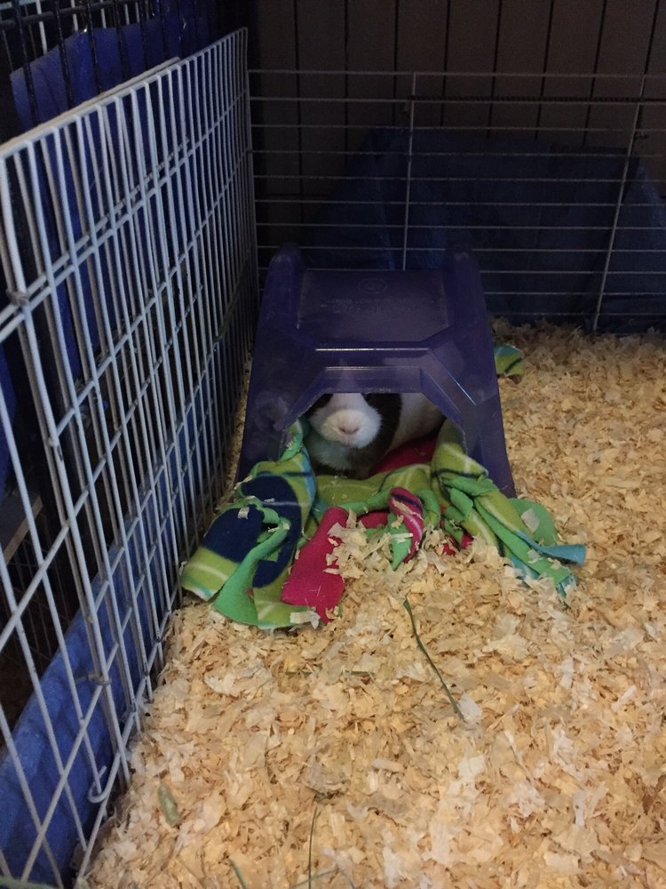 The Guinea Pig Hotel 29 Photos & 27 Reviews Pet Groomers Reseda