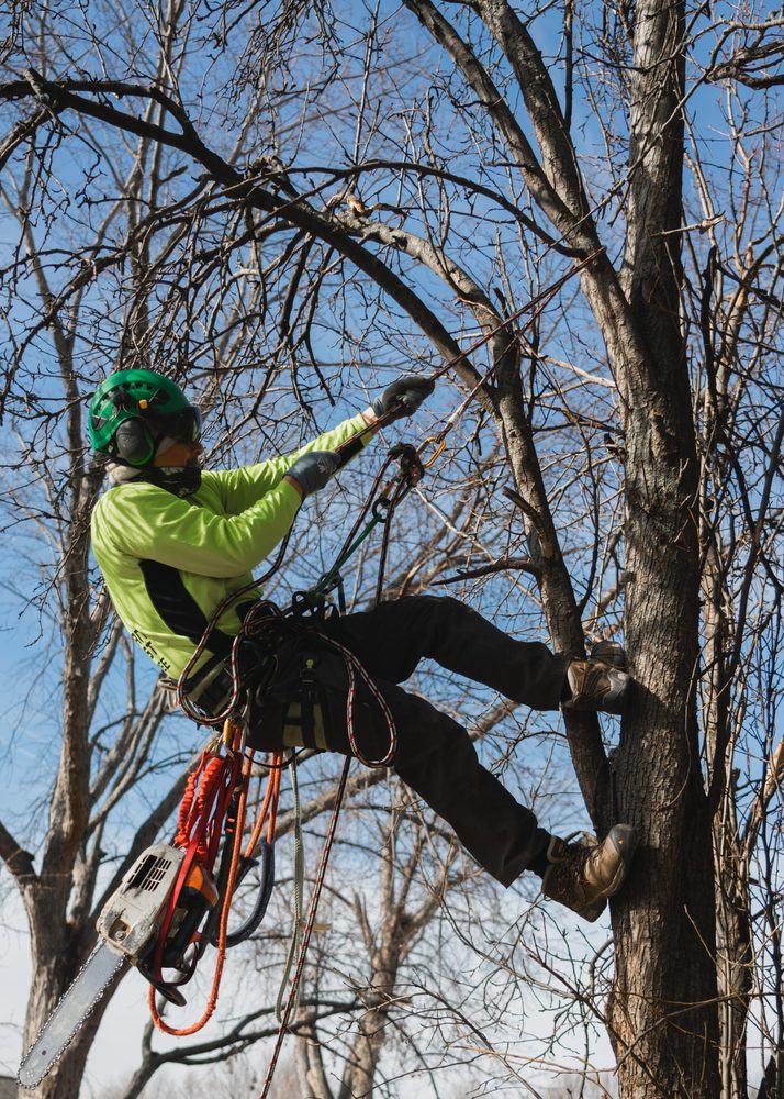 American Arborist