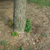 Budget Lawn Care 25 Reviews Landscaping 1301 Summit Budget Lawn Care 25 Reviews Landscaping 1301 Summit