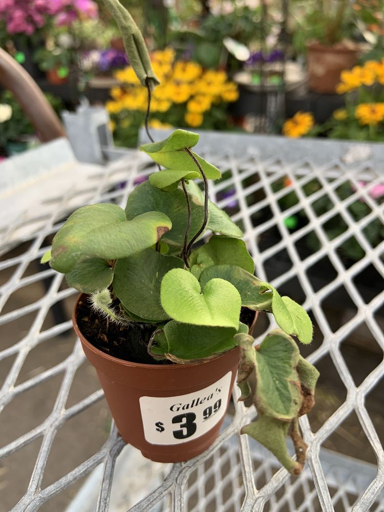 Gallea's Florist & Greenhouse