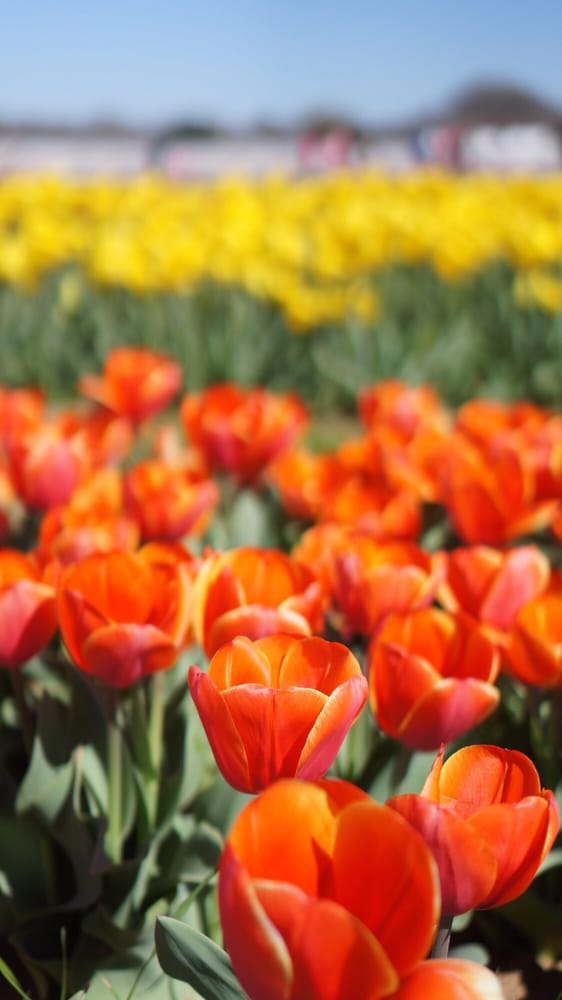 TexasTulips 134 Photos & 36 Reviews Botanical Gardens 10656 FM