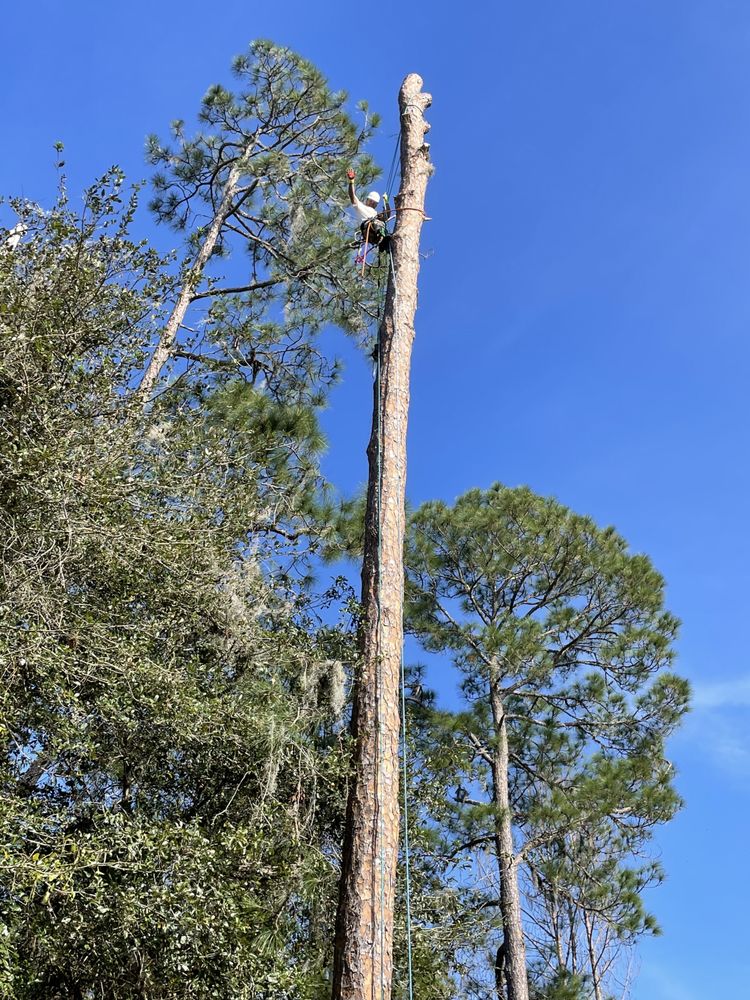 Avalon Tree Service