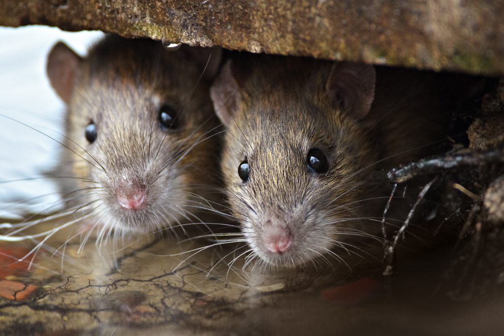 Grove Pest Control