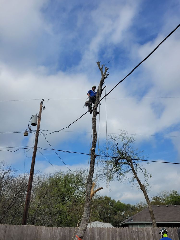 Centex Tree Solutions