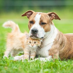 vip pet care phone number