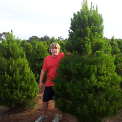swan valley christmas trees tree surgeons 143c wilson swan valley christmas trees tree surgeons 143c wilson