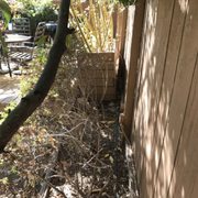 Bamboo Giant Nursery 43 Photos 42 Reviews Nurseries Me Bamboo Photo Of Giant Nursery Aptos Ca United States
