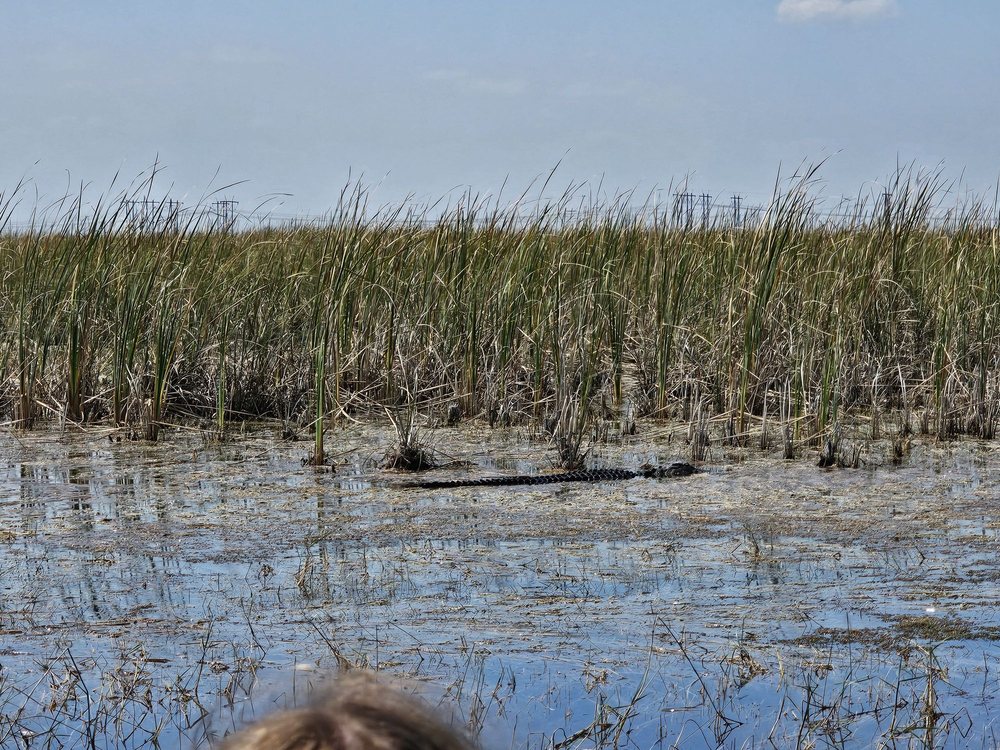 Sawgrass Recreation Park Image