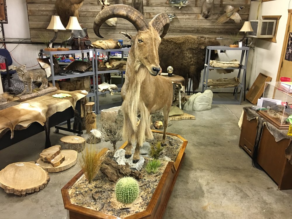 Top of Texas Taxidermy