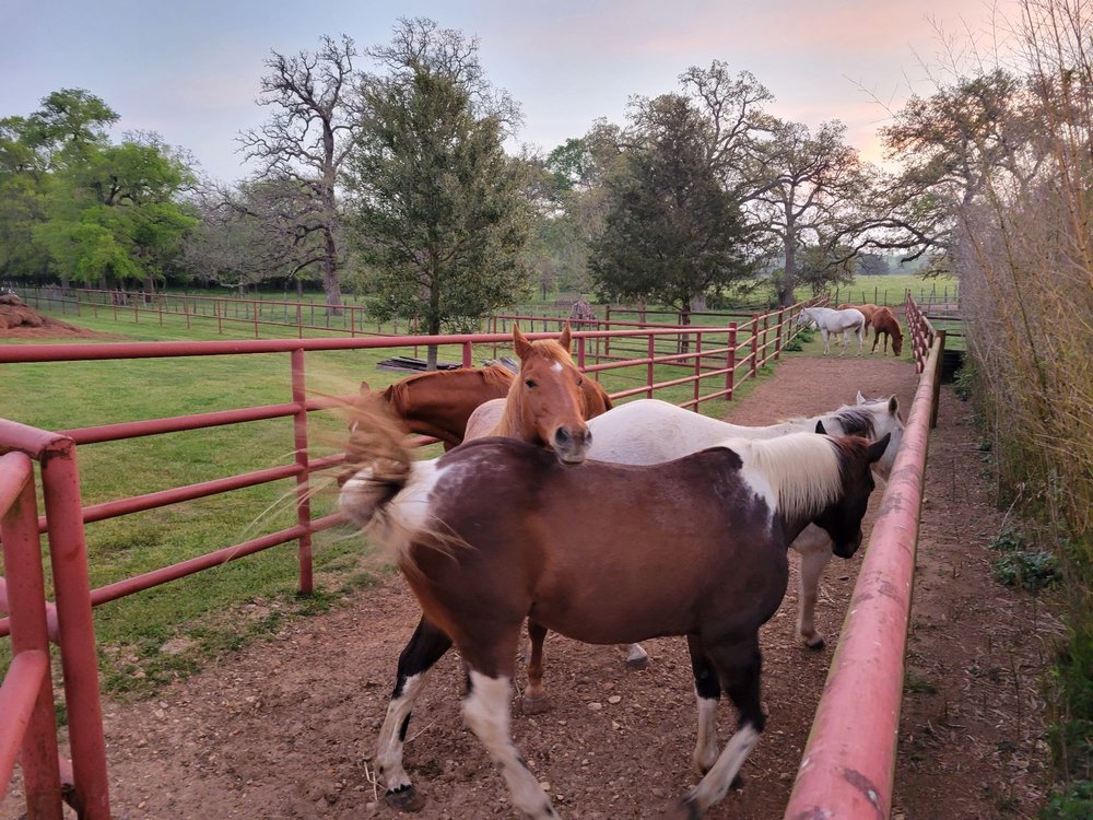 Texas Ranch Life
