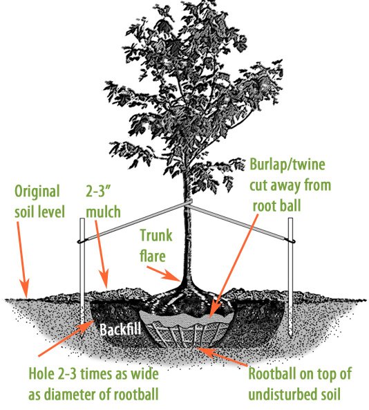 BridgeWood Tree Care