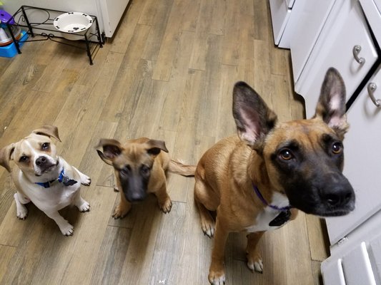 K 9 Resorts Daycare Luxury Hotel 1275 Bloomfield Ave Fairfield Hotels Nearby
