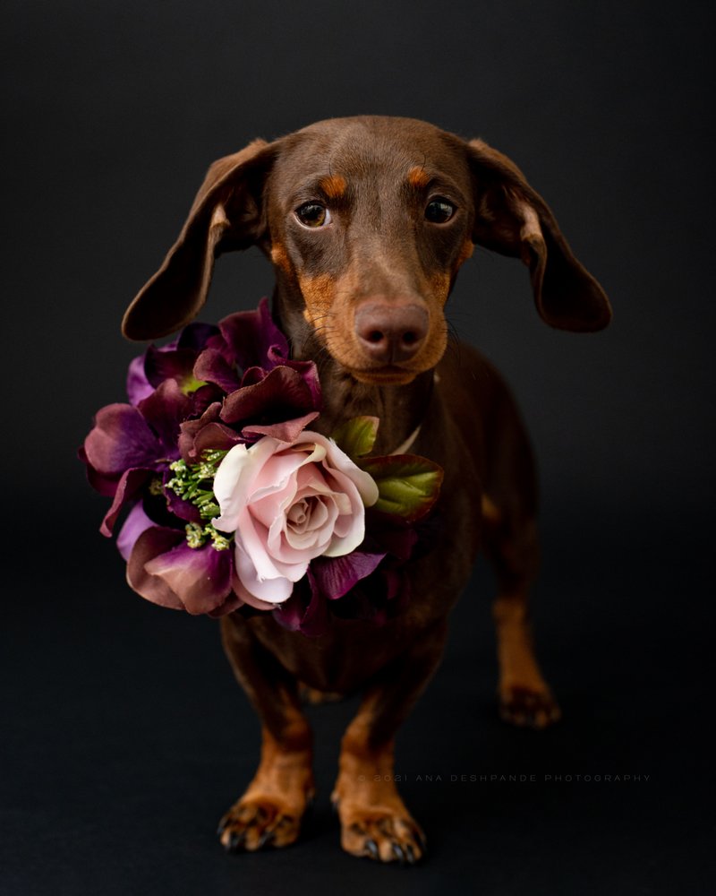 Ana Deshpande Photography