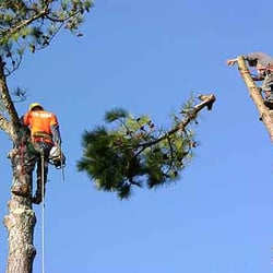 service college station college station tree service arboriculture et 233 lagage 5222 enchanted oaks dr service college station college station tree service arboriculture et 233 lagage 5222 enchanted oaks dr
