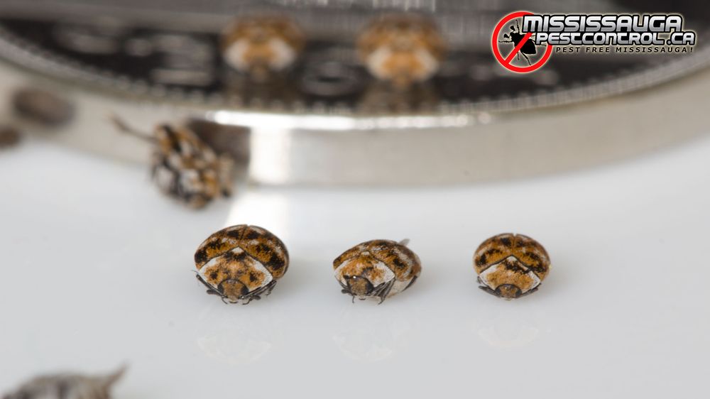 Mississauga's Pest Control