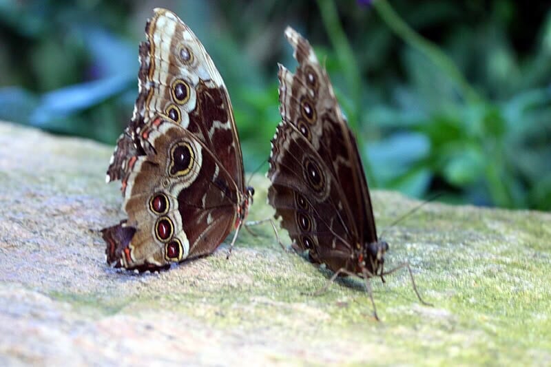 Niagara Parks Butterfly Conservatory 374 Photos & 93 Reviews Zoos