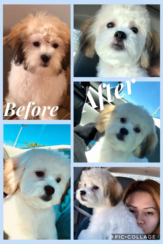 Green Dog Spa 46 Photos 35 Reviews Pet Groomers 11048 7 Green Dog