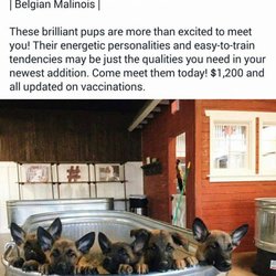 puppy barn american fork puppy barn 30 photos 23 reviews pet stores 364 e state st american fork ut puppy barn american fork puppy barn 30 photos 23 reviews pet stores 364 e state st american fork ut