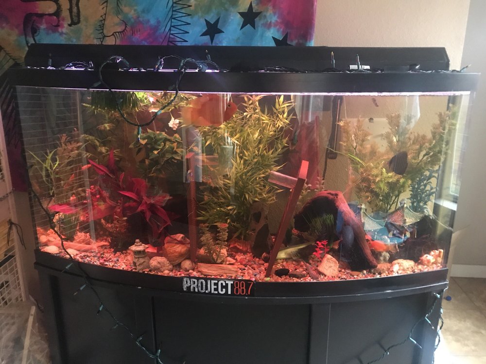 Fish Aquariums & Stuff 15 Photos Aquarium Services 6112 W