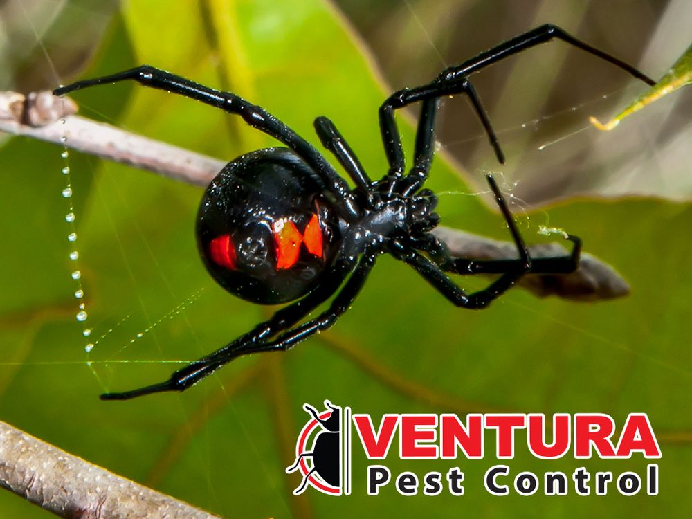 Ventura Pest Control