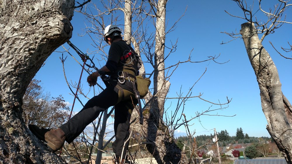 CTE: Cascade Tree Experts