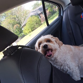 Dog Boarding Prices Alexandria Va Dog Boarding Prices Alexandria Va