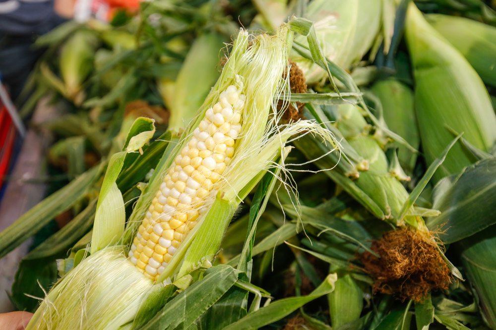 Palombo Farms Market