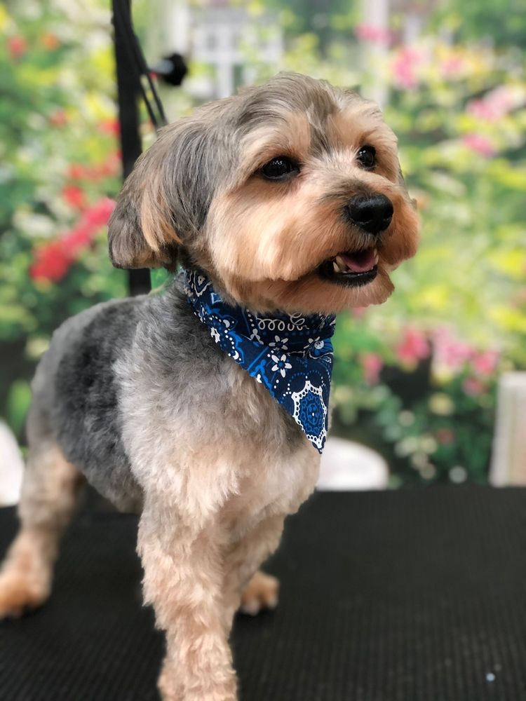 Silky Pups Grooming Spa