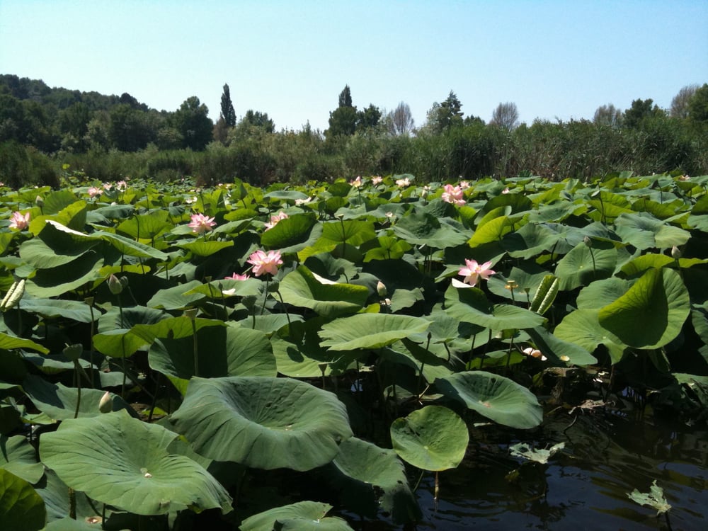 l’étang de fontmerle Lakes route de l'étang, Mougins, Alpes