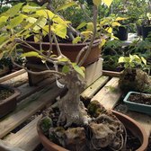 Plant Nursery Arlington Tx Thenurseries Tea Garden Nursery 24 Photos Nurseries Gardening 1211 E