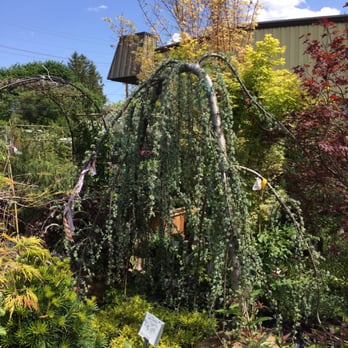 American Nursery 21 Photos Nurseries Gardening 5 16 Saddle Photo Of American Nursery Fair Lawn Nj United States Awesome Weeping Cedar