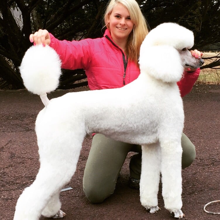 bull terrier hound mix