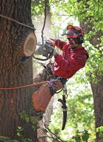 Blewett Tree Service
